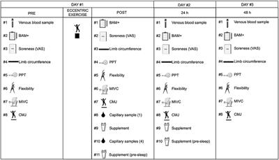 Ketone Monoester Supplementation Does Not Expedite the Recovery of Indices of Muscle Damage After Eccentric Exercise